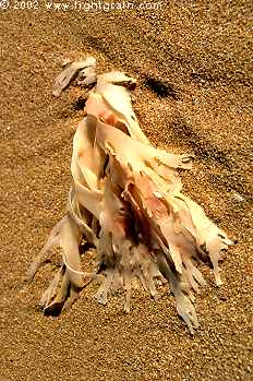 seaweed on beach