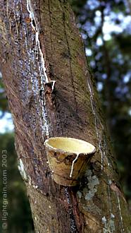rubber tapping